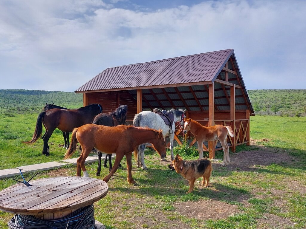 Конные прогулки в Глазовке (Sunny Horses)